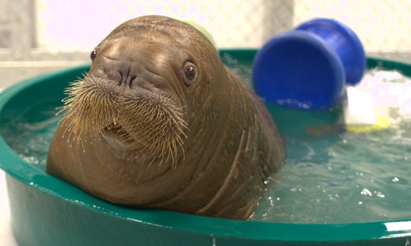 innocent's tweet photo. 3-0 in #WALRUS, 0-0 in #SLOENG. Walruses 3 - 0 Humans. https://t.co/LNfItL1rGB