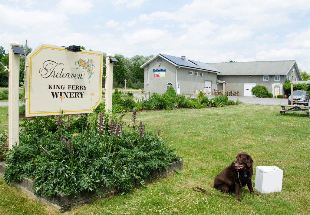 Fun day on Cayuga Lake Wine Tr. Especially enjoyed @KingFerryWinery .  Made pup feel welcomed. #clwt #fingerlakes