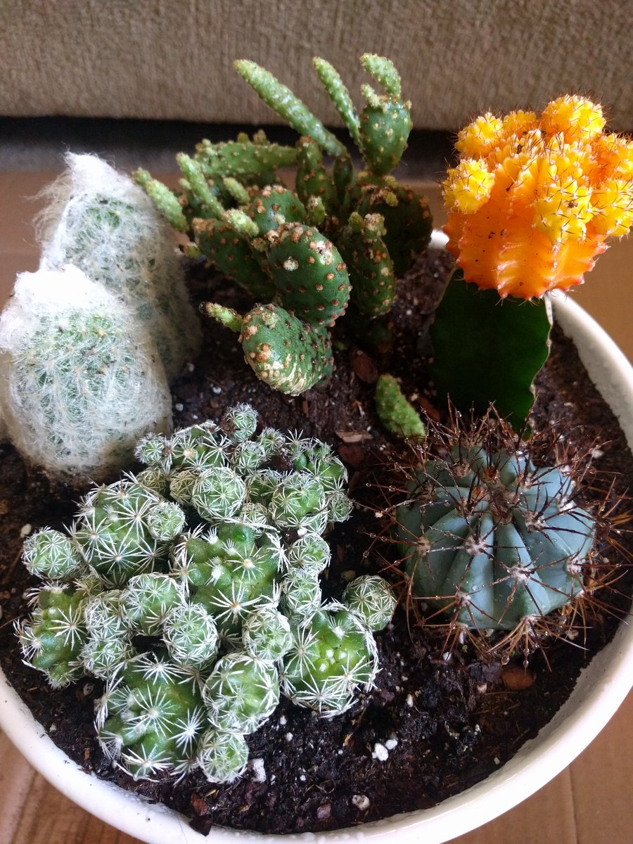 _Lexi_Lu_'s tweet photo. Just made my own little cactus garden! Look out for some more DIY projects because I'm in the DIY mood. https://t.co/A94Ypxw4hh