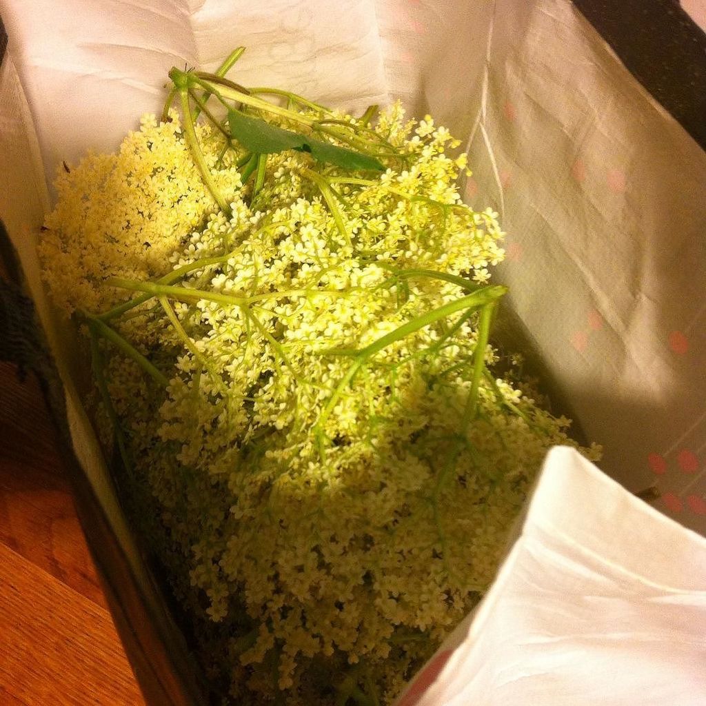 _rappy's tweet photo. Round 2. #elderflower #hollunder #hollunderblütensirup https://t.co/QGoAzC8fla https://t.co/ZUqbVaiwzC