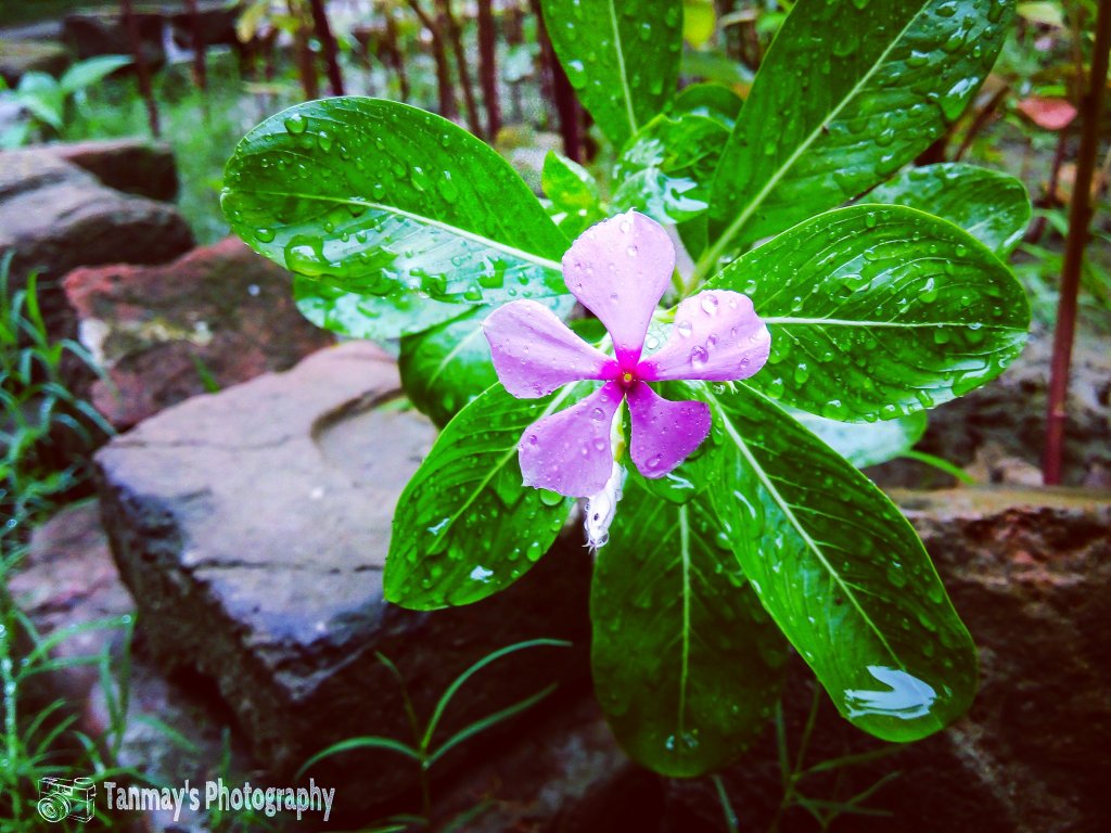 T_Fotography's tweet photo. The drops of rain...☁☔
#rainy #rainyday #raindrops #monsoon #flower #likeforlike #RT #followforfollow https://t.co/ZcuBQSM3Cf