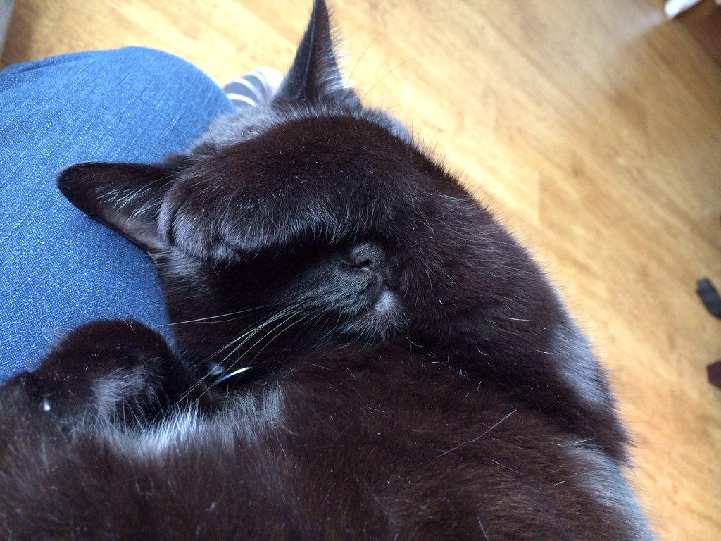 LouiseJJohnson's tweet photo. Honestly I think cats would vote out, but then immediately miaow loudly to get back in again. #CatsAgainstBrexit https://t.co/5KtFfWVB9g