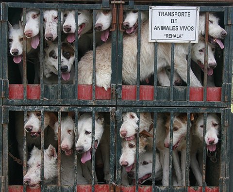 PartidoPACMA's tweet photo. 150.000 animales abandonados y maltratados en España al año. No aparecerán en debates ni campañas electorales #elDBT https://t.co/weumwu5Sca