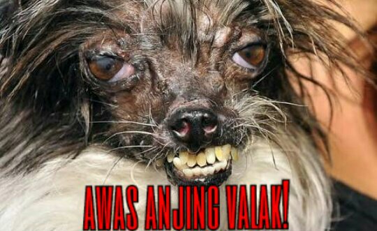 <a href="/bintangbete/">Bintang</a> leh uga