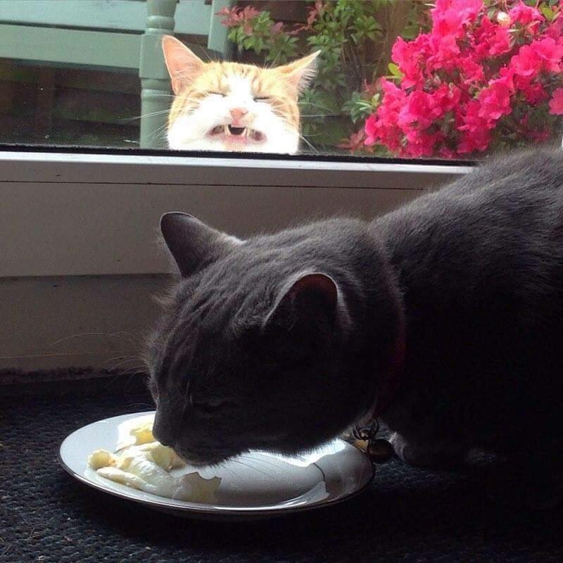 vickyweaver7's tweet image. Not my cat, he's #VotingLeave 😹😹😹 #CatsAgainstBrexit