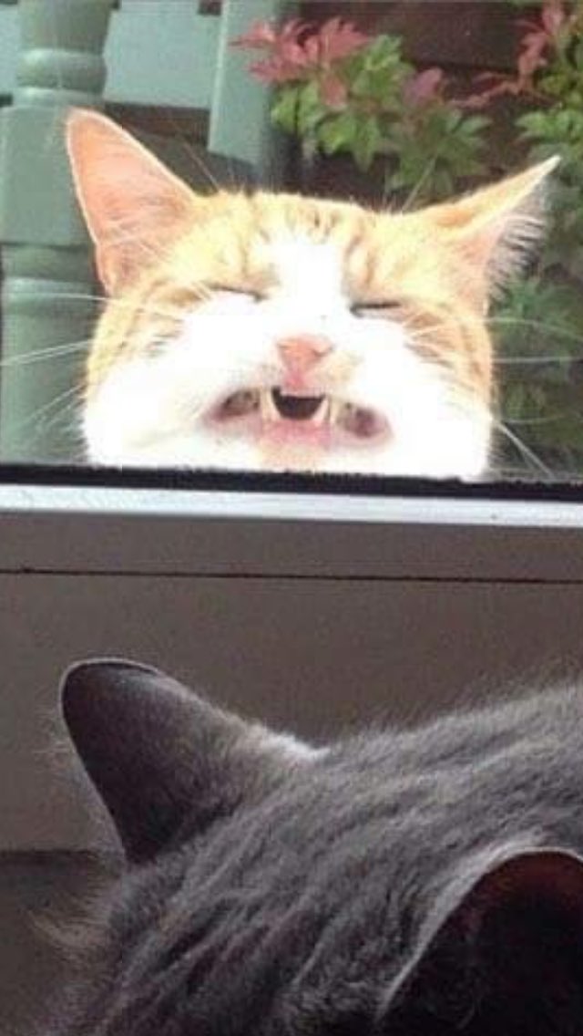 vickyweaver7's tweet image. Not my cat, he's #VotingLeave 😹😹😹 #CatsAgainstBrexit