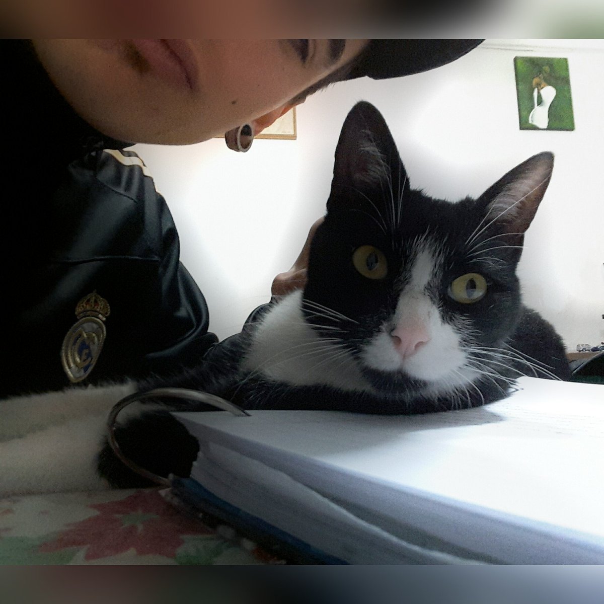 Baudrix97's tweet photo. Este Olaf que no me deja hacer la tarea. Jajaja acá en la foto dos gatos y un cuadro. Ah jajaja #TeAmoOli https://t.co/q6cyycvae5