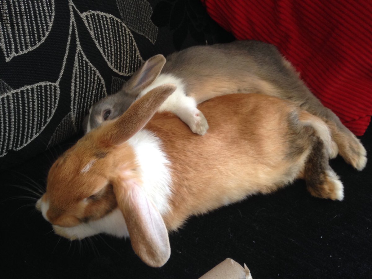 emz7373's tweet photo. @bluecross_BAC @rabbitawareness @BurgessPetCare here's my two! 🐰🐰 https://t.co/Bz3AJSSw4n