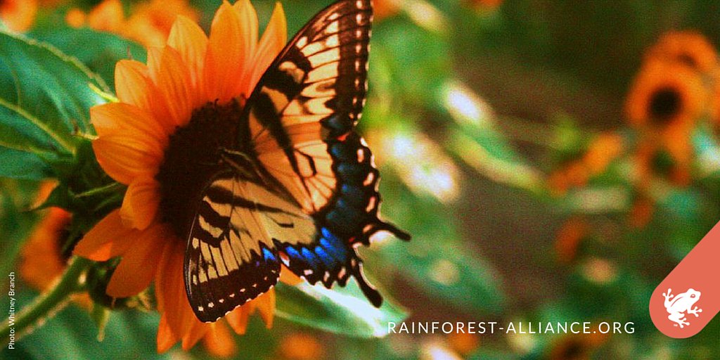 RnfrstAlliance's tweet photo. Butterflies are important pollinators, helping crops &amp; wild plant populations thrive. #PollinatorWeek #AnimalFact https://t.co/ZTNFNslQRe