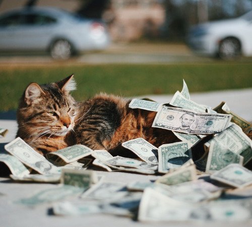 purrivilege's tweet image. will purr for cash