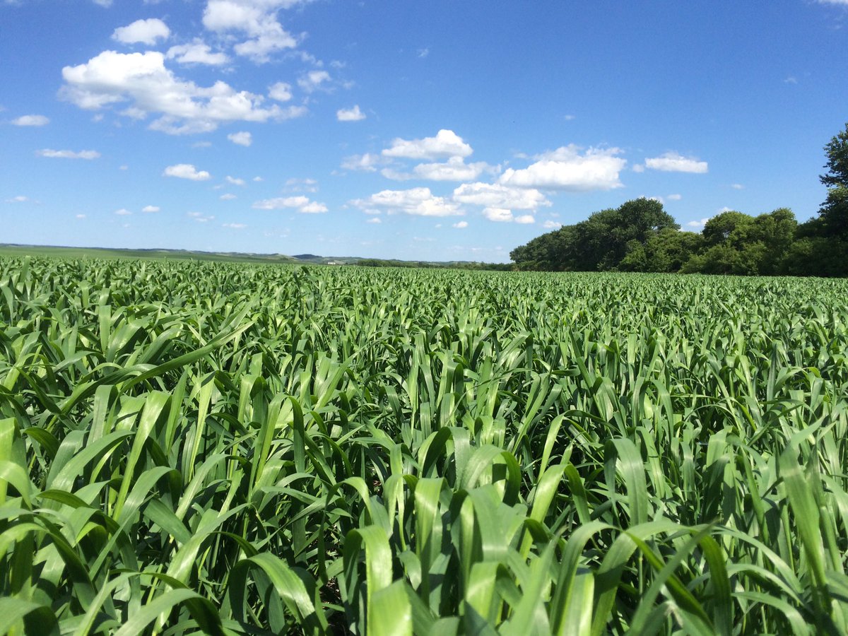 Twinline time <a href="/BASFAgSolutions/">BASF Agricultural Solutions Canada</a>