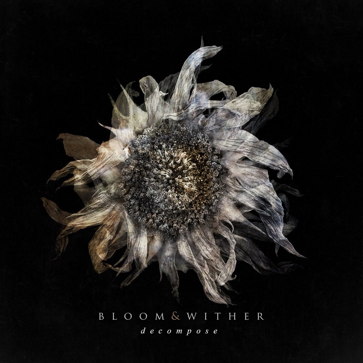 Bloomandwither's tweet photo. 6.22.16 // Decompose
#bloomandwither #decompose #melodic #hardcore #hundredth #counterparts https://t.co/LcWVPQVkOJ