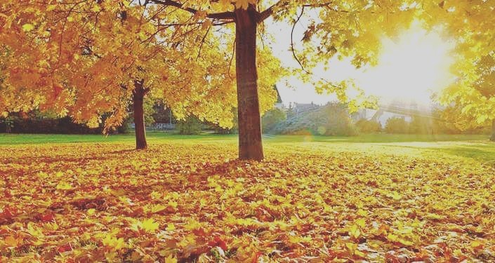 IPCS_matriz's tweet image. CURSO DE APERFEIÇOAMENTO EM: TANATOLOGIA
PROCESSO SELETIVO ABERTO. 
Novas turmas em AGOSTO
#tanatologia