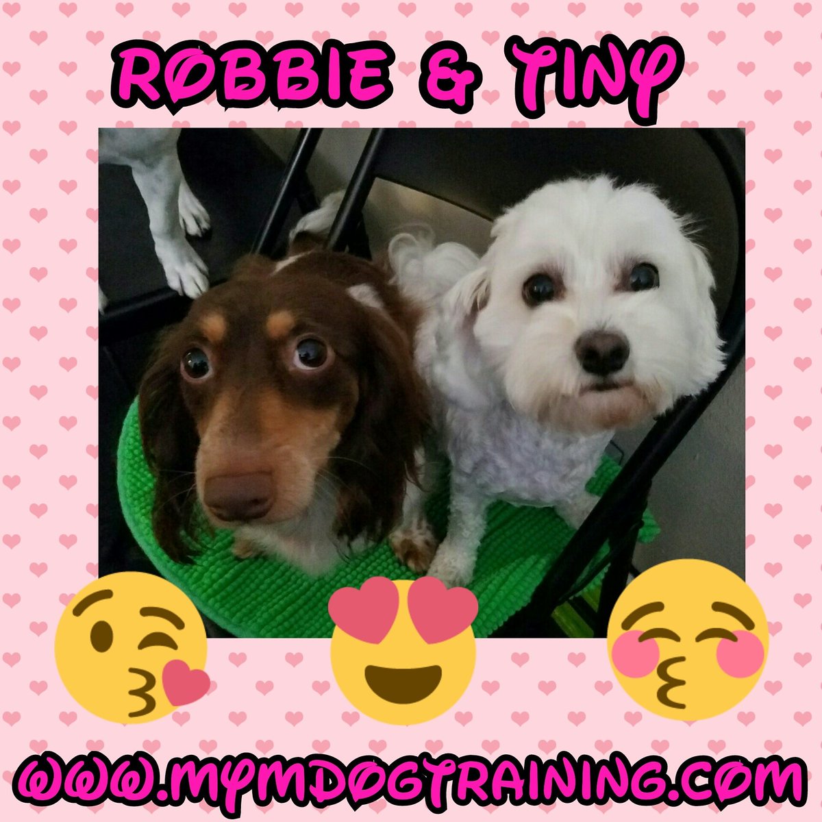 mymdogtraining's tweet photo. #mymdog #puppylife #selfie https://t.co/dYGpXYokGe