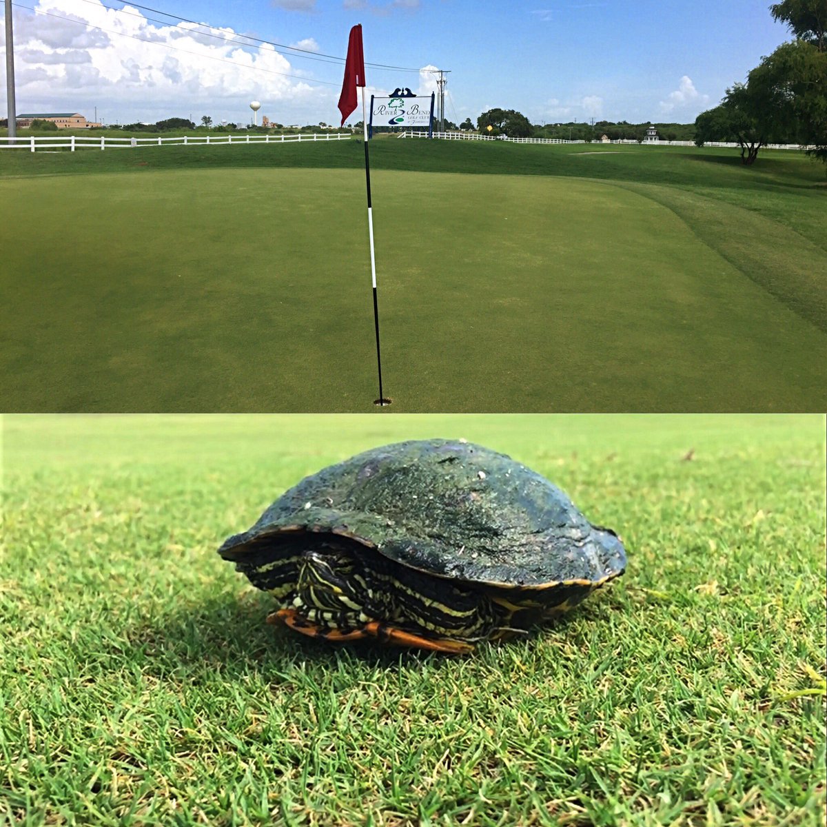 EdPerezMusic's tweet photo. Came here looking for gators and found a turtle. ⛳️ #Golf #GatorsEverywhere #RiverbendGolf #RoundDeux https://t.co/WHZBxP5tFA