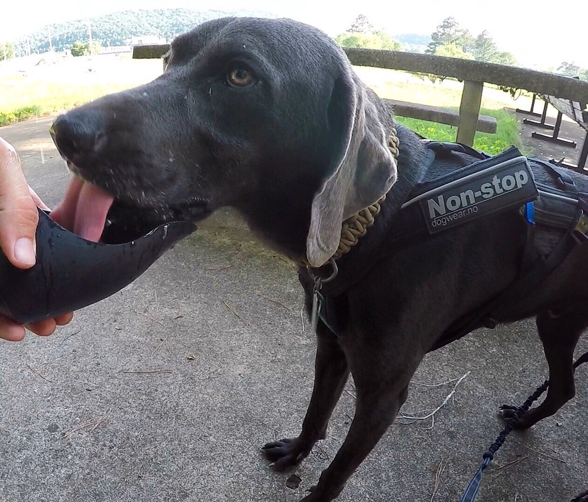 Canicross_US's tweet image. Wondering how hot is too hot to train? New blog post is up dealing with exactly that! 
CanicrossUS.com/blog/summer-tr…