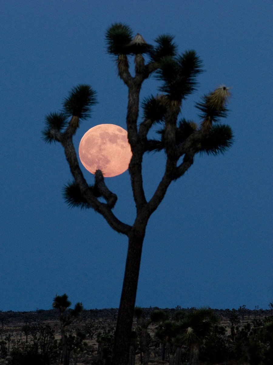 JoshuaTreeNPS's tweet photo. The fun doesn't have to end when it turns to night because the moon loves to shine so bright https://t.co/e8r3UZowF5