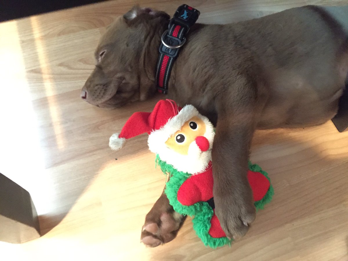 emchorps's tweet photo. Same toy, different pup #meetOakley #slightsizedifference https://t.co/64LXL2wJdv