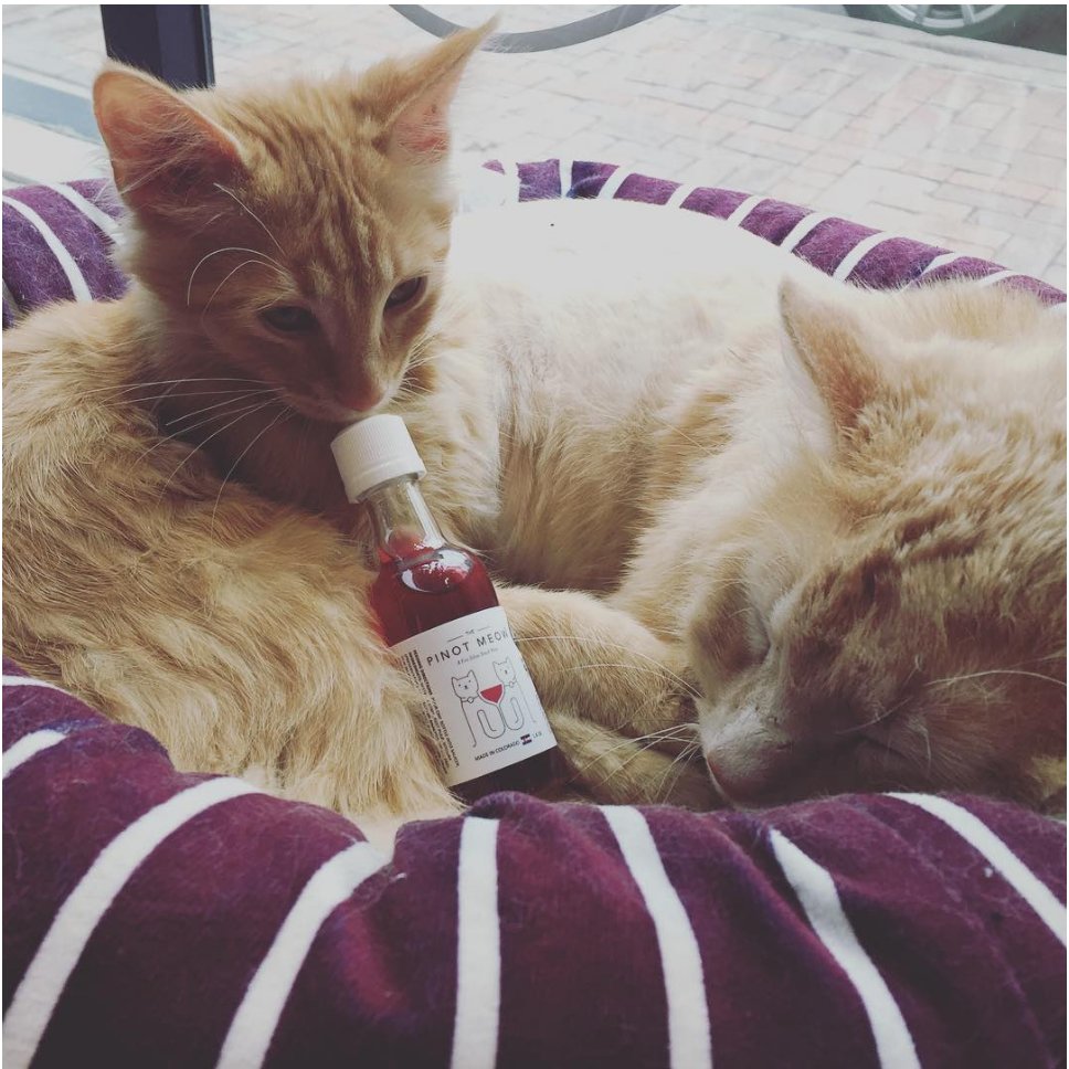 miarosawine's tweet photo. Because, why drink alone? https://t.co/EoDDADZ6tm #Wine for #cats is now a thing. @randeedawn :) https://t.co/ZdKsEXI6Lz