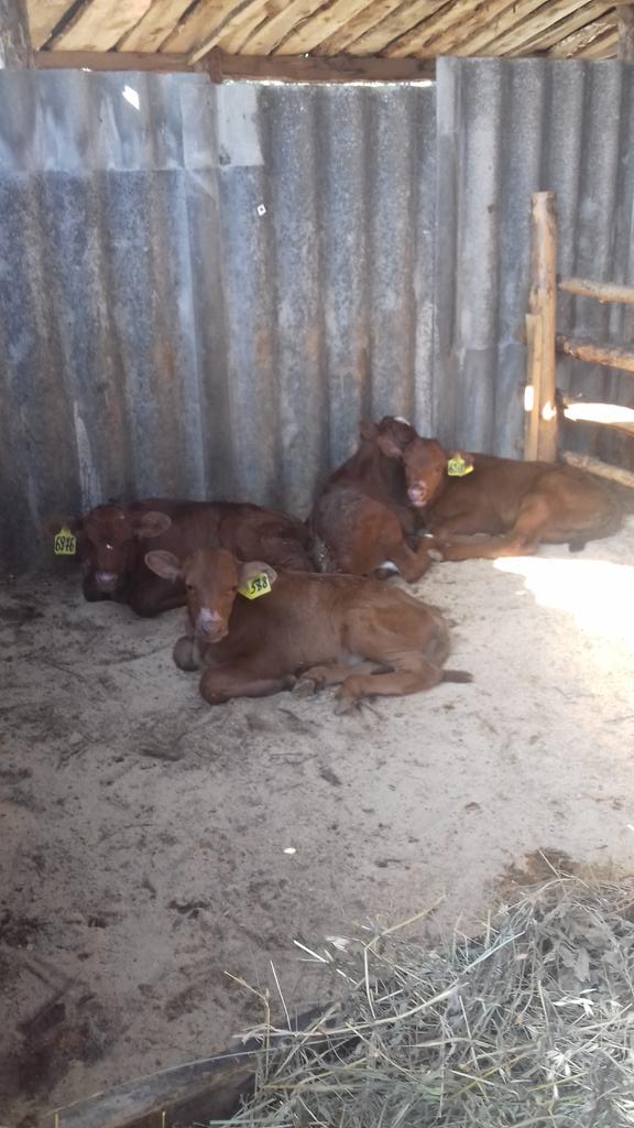 В Ульяновске открыли спецлагерь для тёлочек