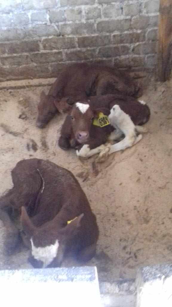 В Ульяновске открыли спецлагерь для тёлочек