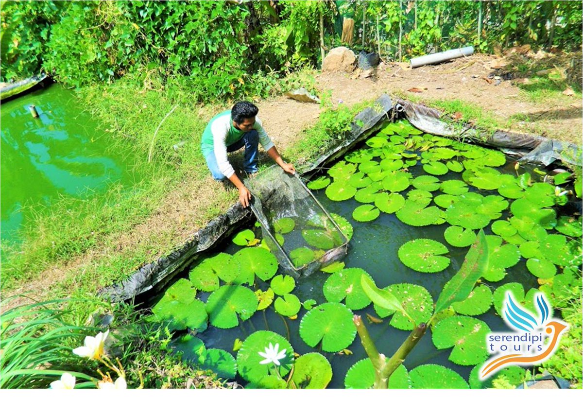 serendipitours's tweet photo. In the life of West Bali #serendipitours #responsibletour #ruraltour #ecotourism #communitytourism https://t.co/S5c0ZrKgvM
