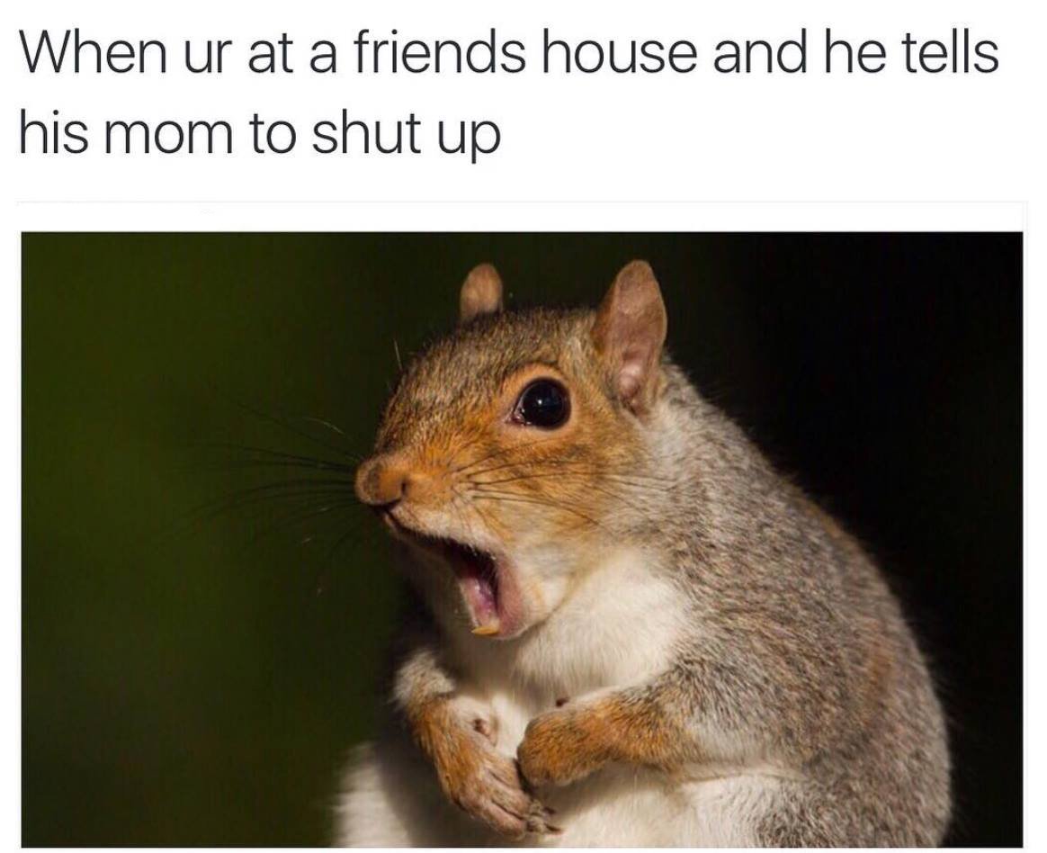 onlineclock's tweet photo. Inappropriate Language Time

https://t.co/lGcfEwATgD

#Mom #Moms #Squirrel #InappropriateLanguage #Friends #Animals https://t.co/fhSicB0DG1