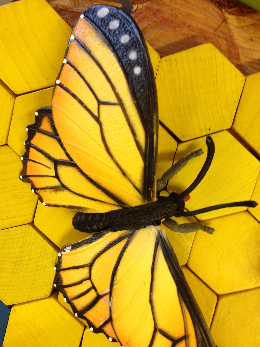 StemAndRoots's tweet photo. The entomologists are designing an insect zoo to help preserve diversity! #InsectInvestigation #PBL https://t.co/pNq67JloBD