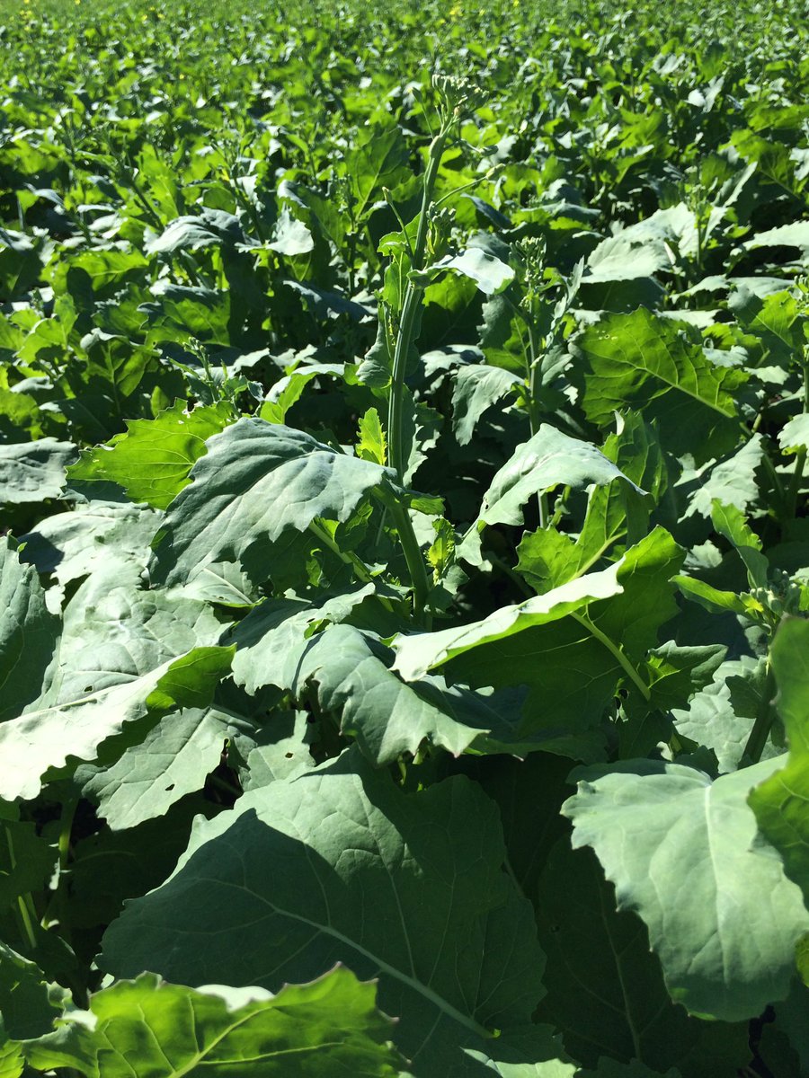 Derek Erb Seeds Inc. tweet media