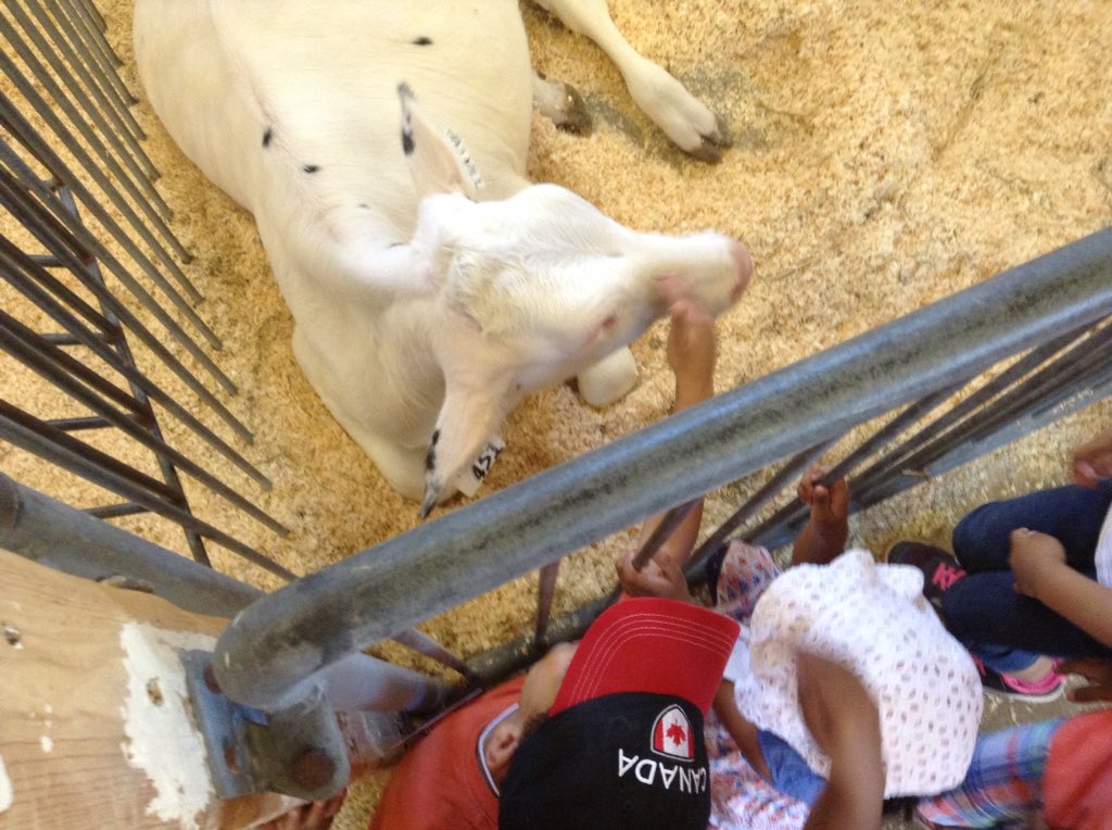 StRoseKinder's tweet photo. We had an AMAZING time on our field trip last week! #learningaroundeverycorner @roselimaSt 🐮🐗🐷🐎 https://t.co/HbQdeCKya8