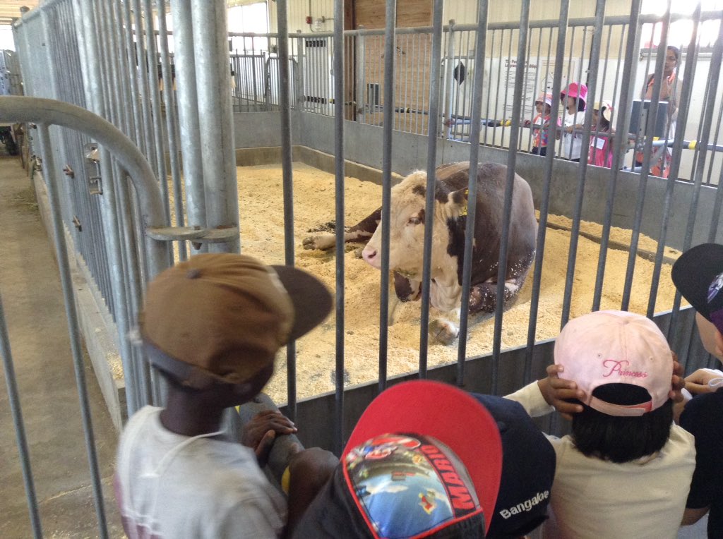 StRoseKinder's tweet photo. We had an AMAZING time on our field trip last week! #learningaroundeverycorner @roselimaSt 🐮🐗🐷🐎 https://t.co/HbQdeCKya8