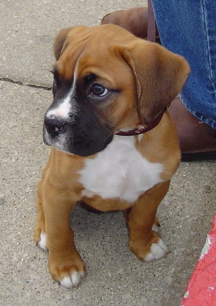 Beautiful Boxer Pup