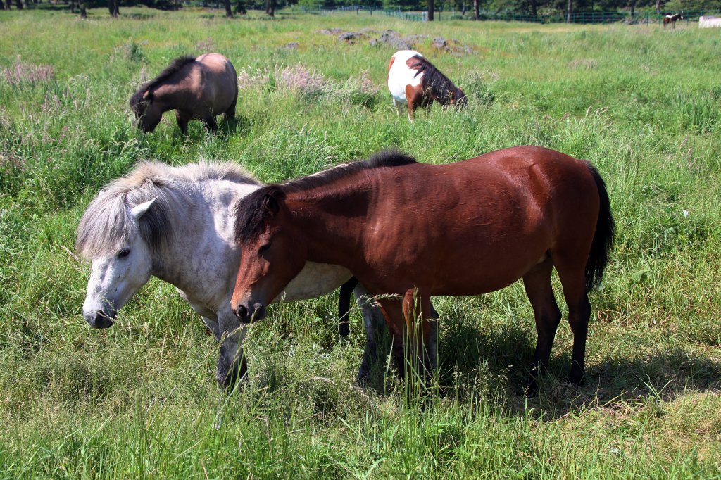 푸른 초원과 한가로운 말들이 완성하는 풍경, '제주마 방목지'를 소개합니다! 한라산 중턱, 초원지대에서 천연기념물 347호로 지정 보호되고 있는 순수 제주 혈통 조랑말들을 만나보세요.