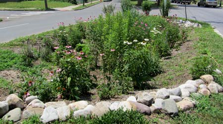 Looking for volunteers tomorrow 21st at 12:30 to help plant the rain gardens at Pioneer park. Learn about bog plants