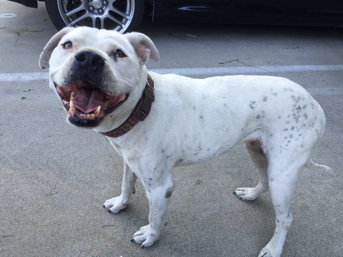 alliesaurousREX's tweet photo. I'll never understand how people toss out animals like trash. Looking for a home for this sweet girl. Please RT https://t.co/UE0qHfsjaB