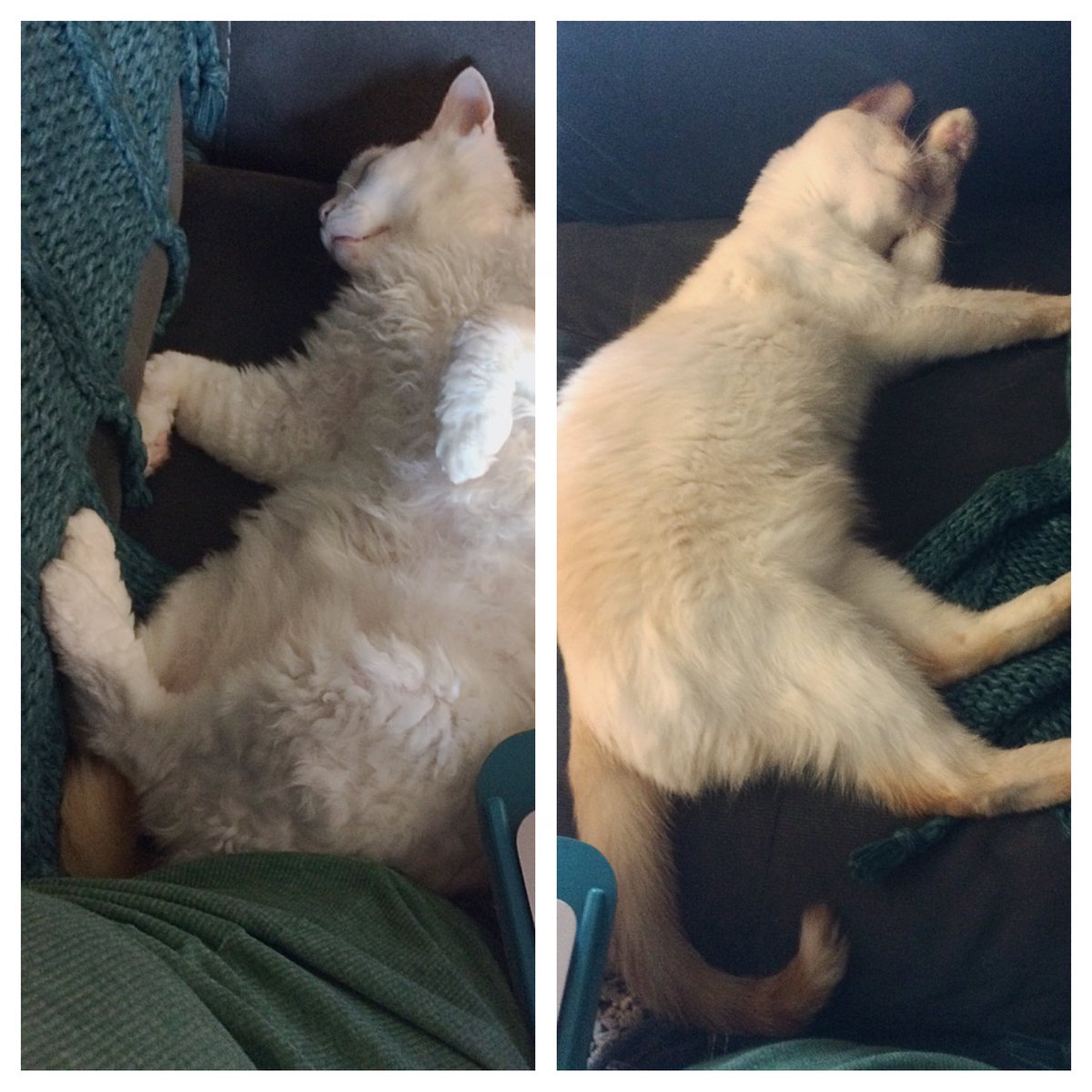 acetheinvader's tweet photo. Left and right couch ends. #cats #kitties #fuzzybutt #mister #crazykid #littlebug #sillyboo #ratfink https://t.co/HapvFiqNt8