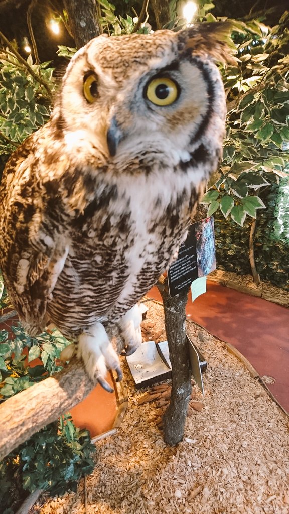 鎌倉乃フクロウの森