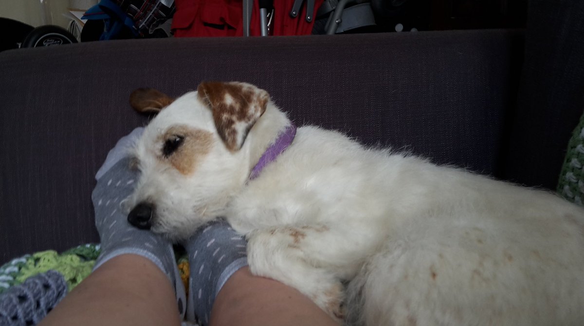 mostlyrusty's tweet photo. She thinks it's sweet I'm lying keeping her feet warm - I just think we need a bigger sofa #footwarmer #tolerance https://t.co/YObfuT2Av3