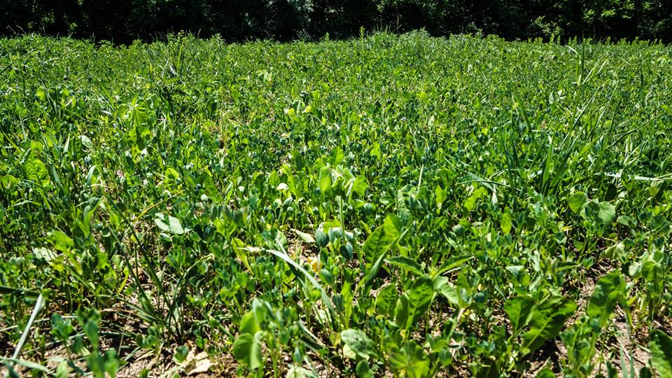 TrophyPursuit's tweet photo. Our teams food plots are looking great. We just need rain here in Iowa. #arrowseed #gomuddy #thehuntneverends https://t.co/E9xPuLPc8W
