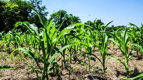 TrophyPursuit's tweet photo. Our teams food plots are looking great. We just need rain here in Iowa. #arrowseed #gomuddy #thehuntneverends https://t.co/E9xPuLPc8W
