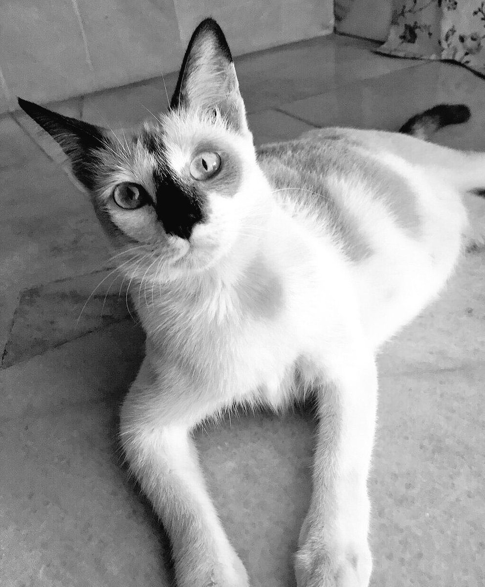 NormaattheN's tweet photo. We will miss u Roro the cute eyes 🐈😿🐾 #Rororestandpeace #21june2016 https://t.co/67OR25cCRU