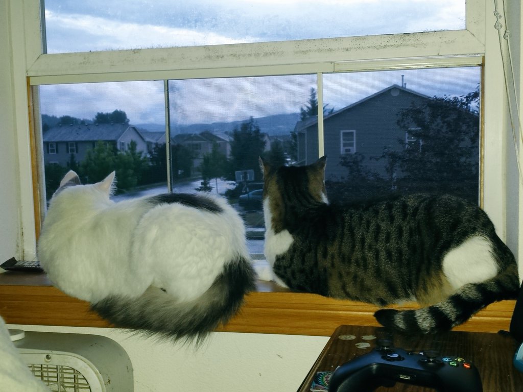 Octy_in_Boots's tweet photo. @BeardedViking13 @leaahwulf Splat & Midna like looking out the window. #FurryBirbs #CritterPets https://t.co/jOKnsi2HTK