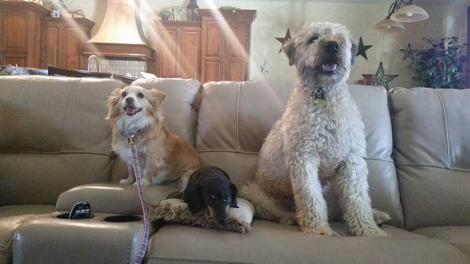 CaptainLexieZoe's tweet photo. @leaahwulf all of my sweet babies 😆 Chloe, Prudy, and Bernie. #CritterPets Im turning them into npc for my game 😂 https://t.co/ZjcLxbjBtE