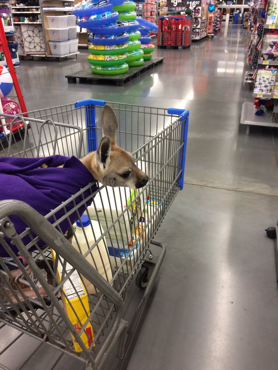 OasisAnimals_'s tweet photo. Rosie getting some late night grocery shopping done #RoosofWalmart https://t.co/A3gb3sZdpM