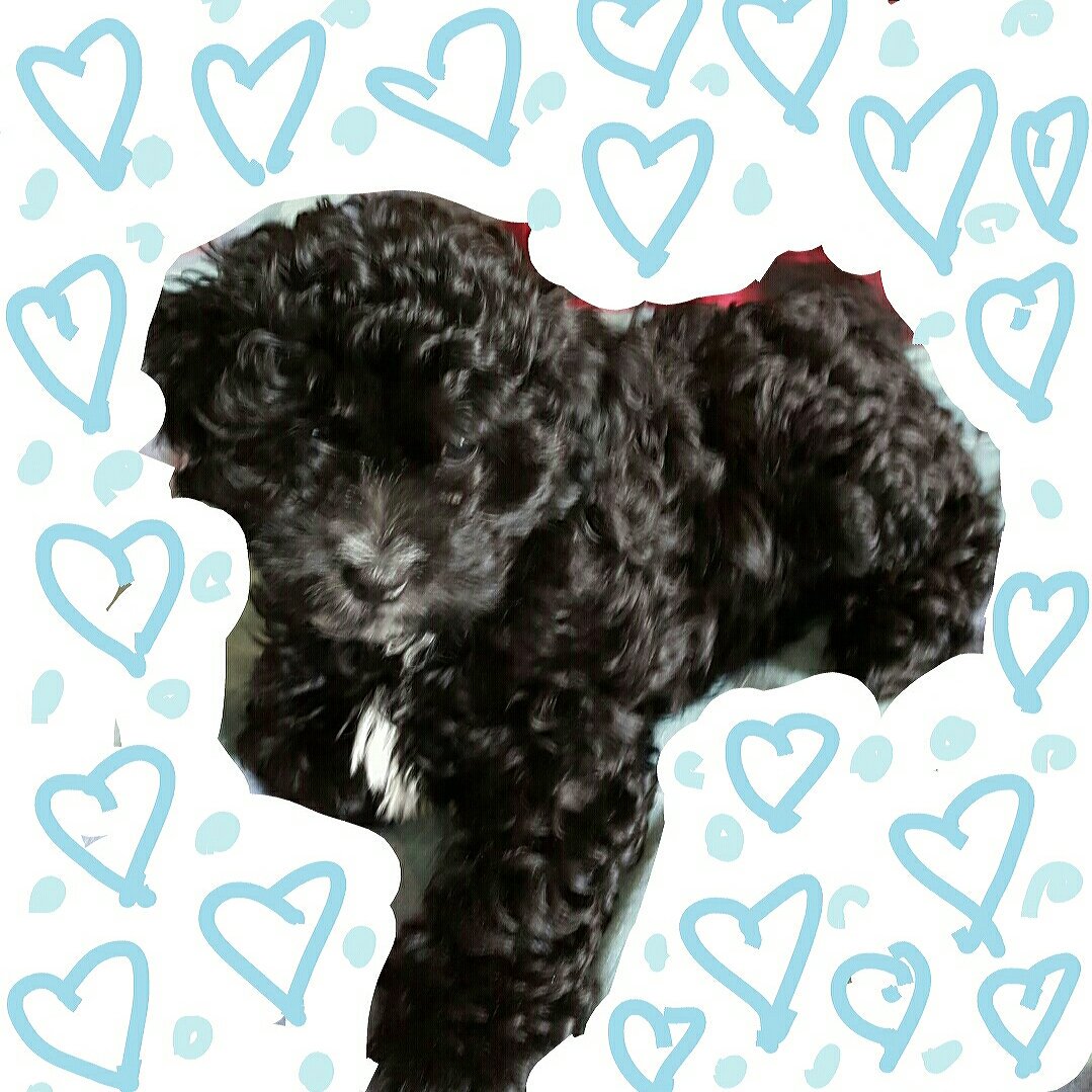SweetPeaBeardie's tweet photo. @jschwartz197 Congrats! 
Flash is so cute 💙 https://t.co/ORxBbMm62I