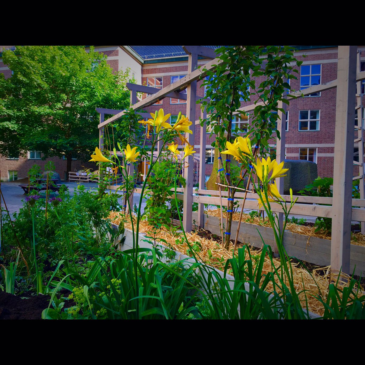 Vår #potager börjar finna sin form på #naturhistoriskariksmuseet #odlastaden #urbanodling #stadsodling #urbangarden