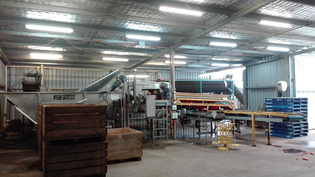 Working 2days at a carrot farm