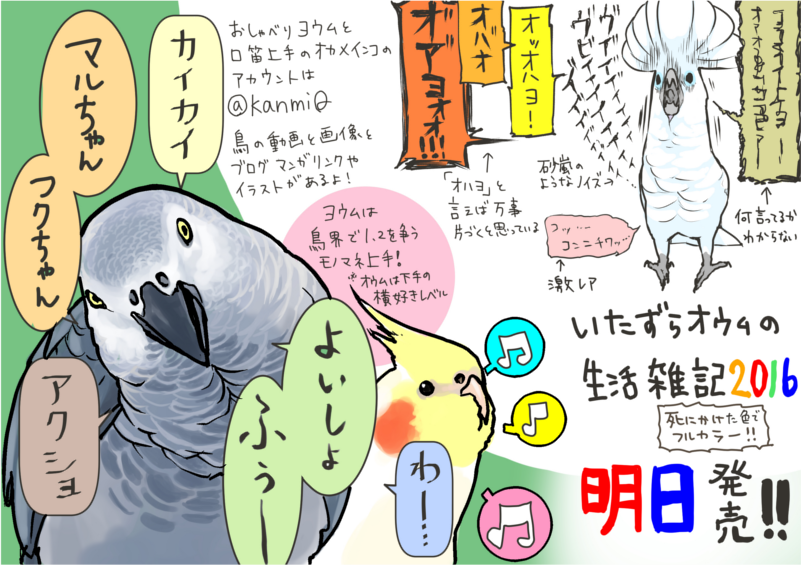 「いたずらオウムの生活雑記２０１６」明日発売！
１日分抜けてしまいましたが、これにてカウント画像投下終了です。
最後の画像モデルは@kanmiQ 様のヨウムとオカメインコ。
シャイが多いヨウムですが、ものおじしない個体のようです。 