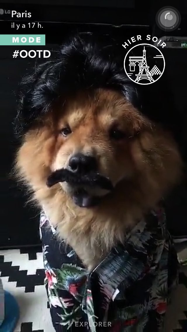 ElisaSetbon's tweet photo. Ce chien dans La story Paris 😂 #Narcos https://t.co/FRafPG6JZX