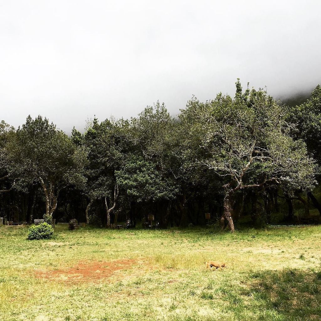 traveltomadeira's tweet photo. Fog & Sun at Chão dos Louros #fog #sun #fogandsun #foggy #chaodoslouros #chãodoslouros #camping #campingwithdogs #h… https://t.co/oyEjgGwCbA
